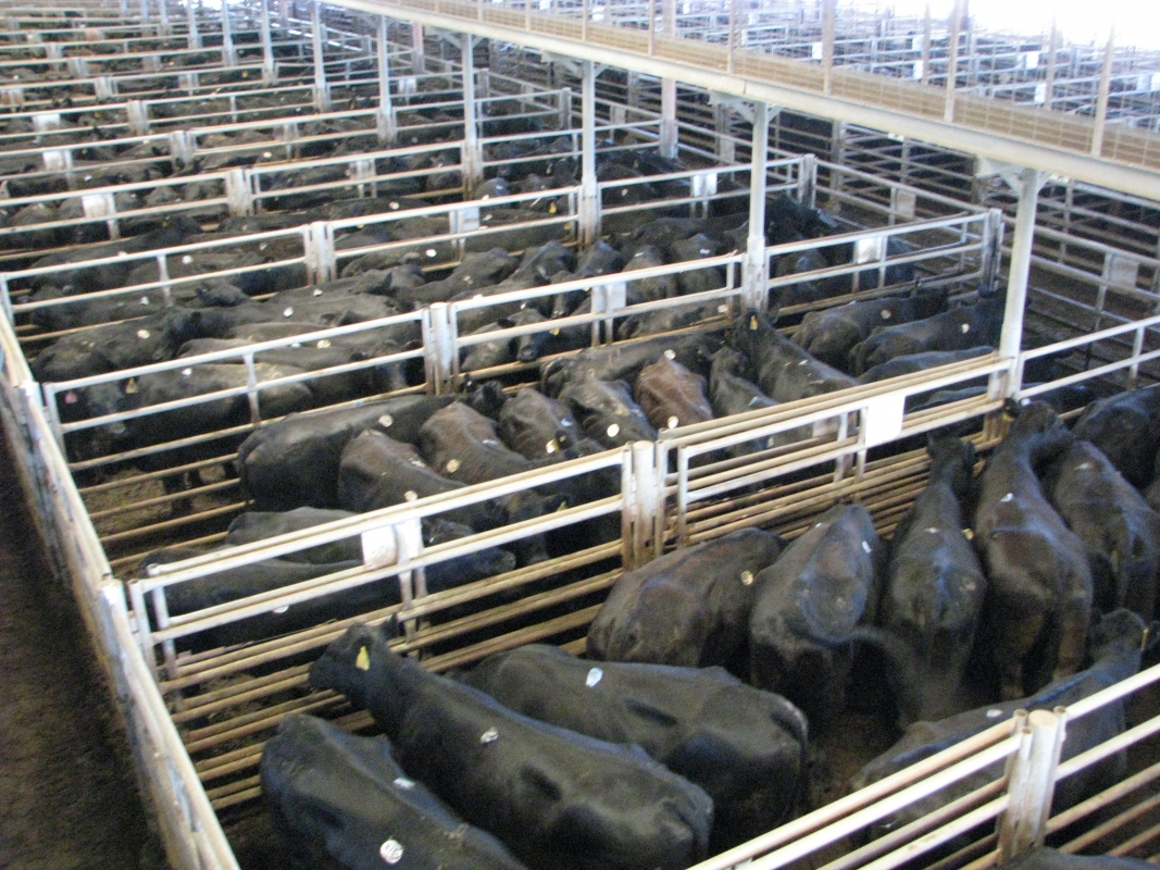 livestock for auction