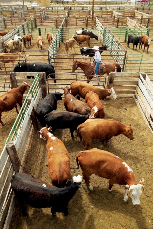 livestock for auction